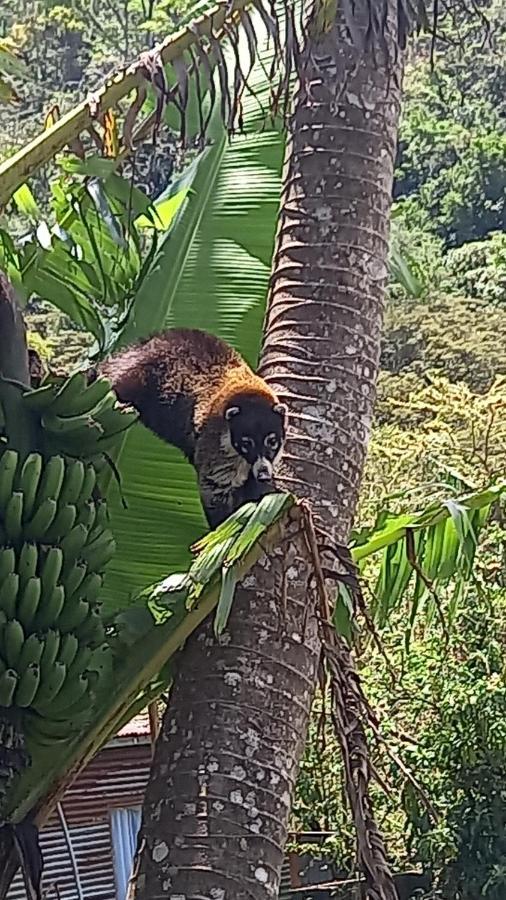 Finca Pantera Hotel Monteverde Kültér fotó