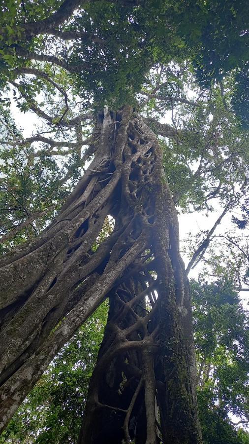 Finca Pantera Hotel Monteverde Kültér fotó