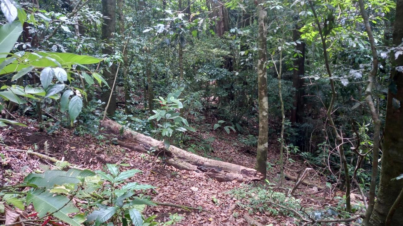 Finca Pantera Hotel Monteverde Kültér fotó